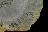 Pennsylvanian Fossil Fern (Neuropteris) Plate - Kentucky #137721-1